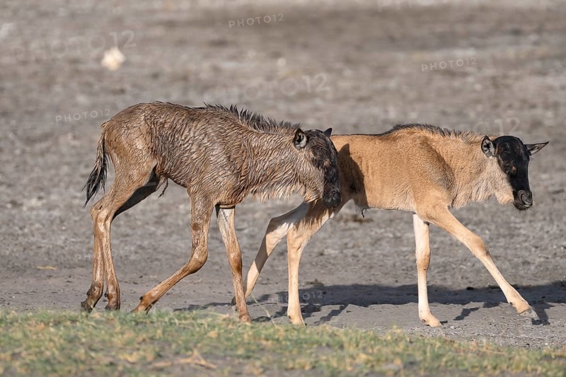 Wildebeest