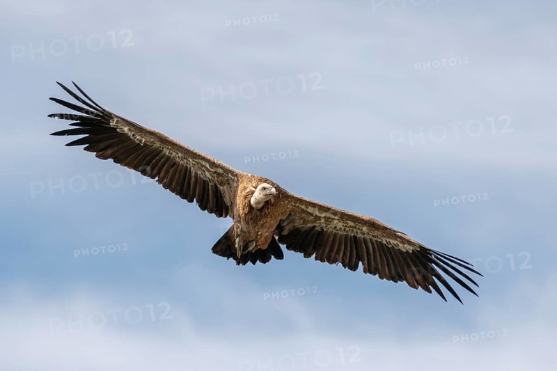 Griffon Vulture