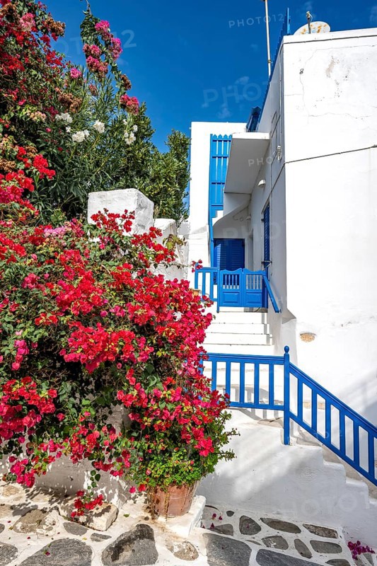 White Cycladic houses with red bougainvillea