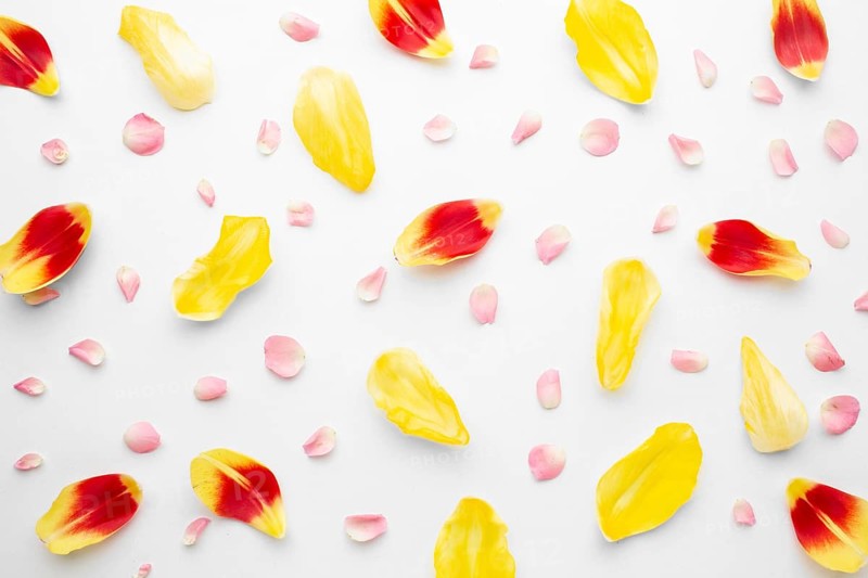 Flat lay tulip petals
