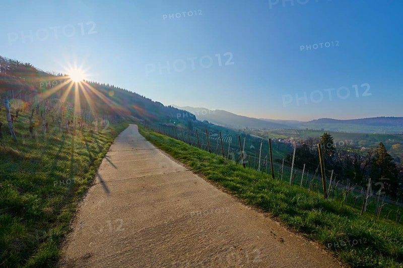 Vineyard path