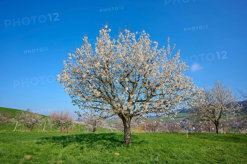 Cherry tree
