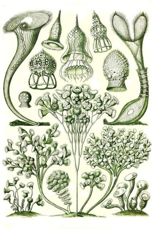 Ciliata