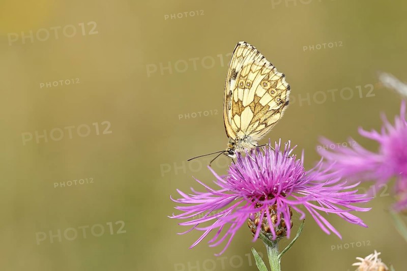 Marbled white