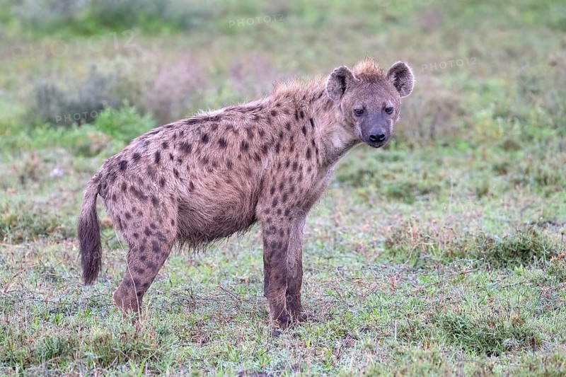 Spotted hyena