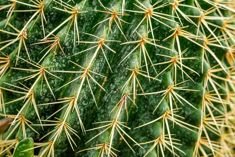 or Kroenleinia grusonii also known as golden barrel cactus