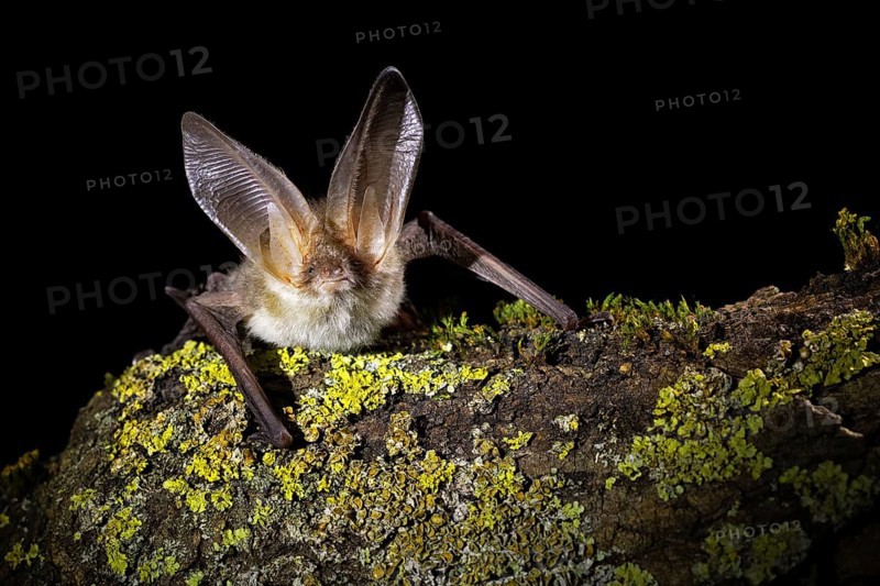 Brown long-eared bat