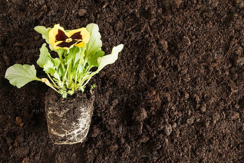 Yellow pansy flower plant fertile soil