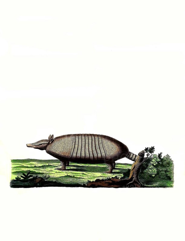 Mammals