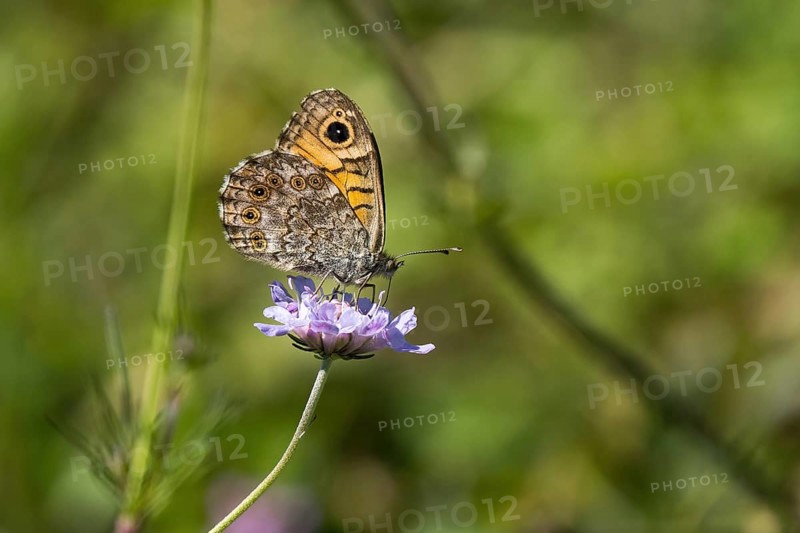 Wall brown