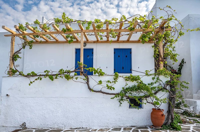 White Cycladic houses with climbing vine