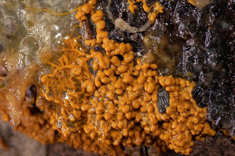 Slime mould Plasmodium multinucleate gelatinous orange mass on tree trunk