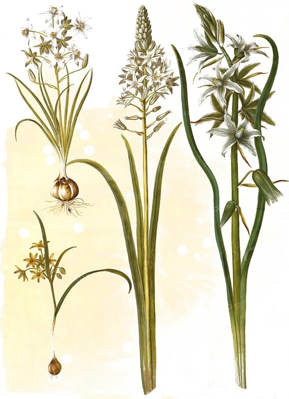 (Ornithogalum umbellatum), diet-bird's milk, Ornithogalum pyramidale, Pyramid bird's milk, Forest yellow star (Gagea lutea), also common yellow star, common gold star, nodding bird's milk, Ornithogalum nutans L., Honorius nutans, also nodding bird's milk, Historic, digitally restored reproduction from a 19th century original
