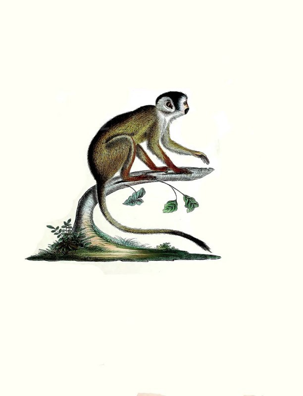 Mammals