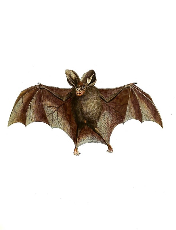 Mammals