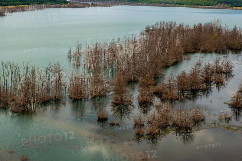 Trees in Lake Sedlitz