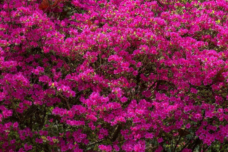 Red flowering azalea