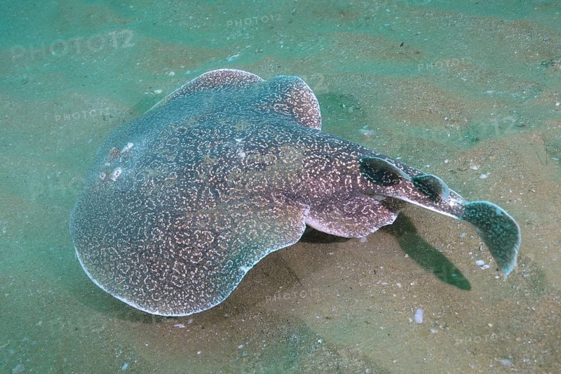 Variable gulf torpedo