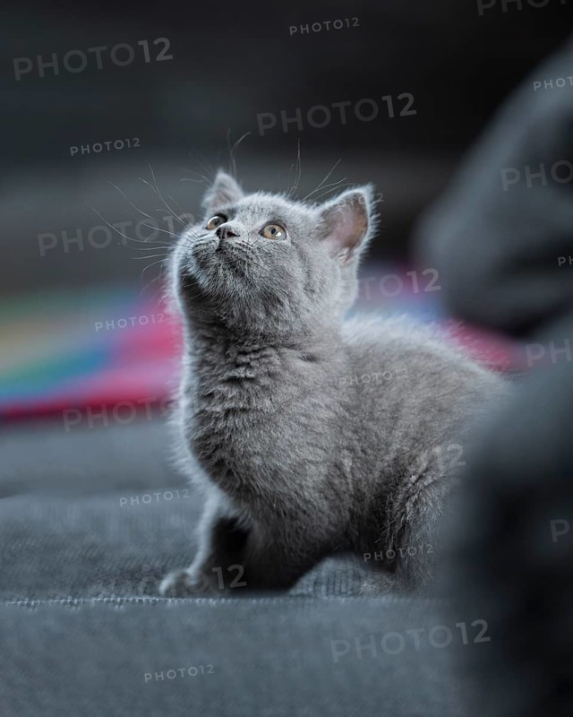 British Shorthair male