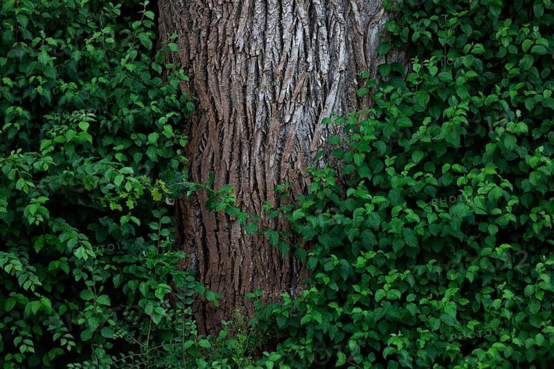Tree trunk of an old lime tree
