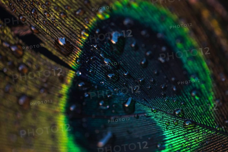Water drops beautiful peacock wall textured backdrop