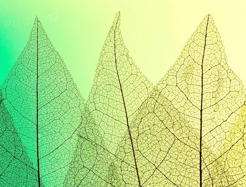 Top view colored see though leaves lamina