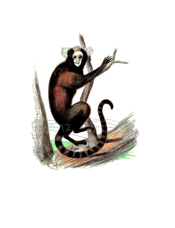 Mammals