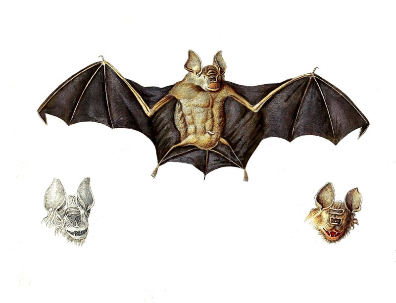 Mammals