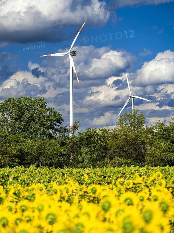 Wind turbines behind a field with sunflowers at Partwitz Lake