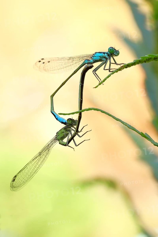 Azure damselfly