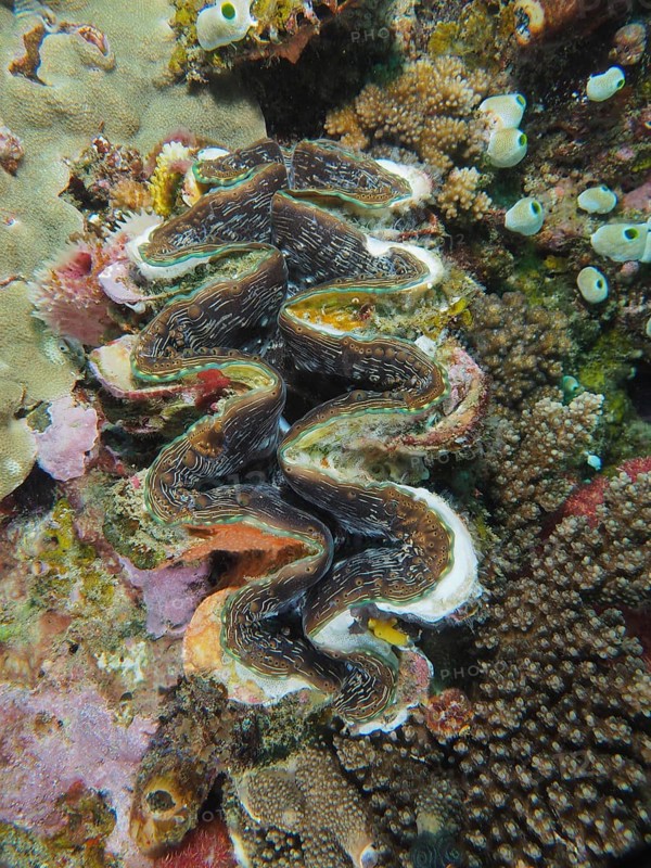 Fluted giant clam