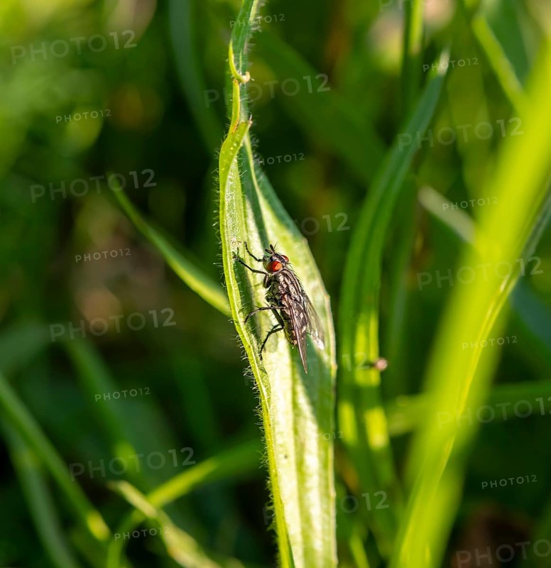House fly