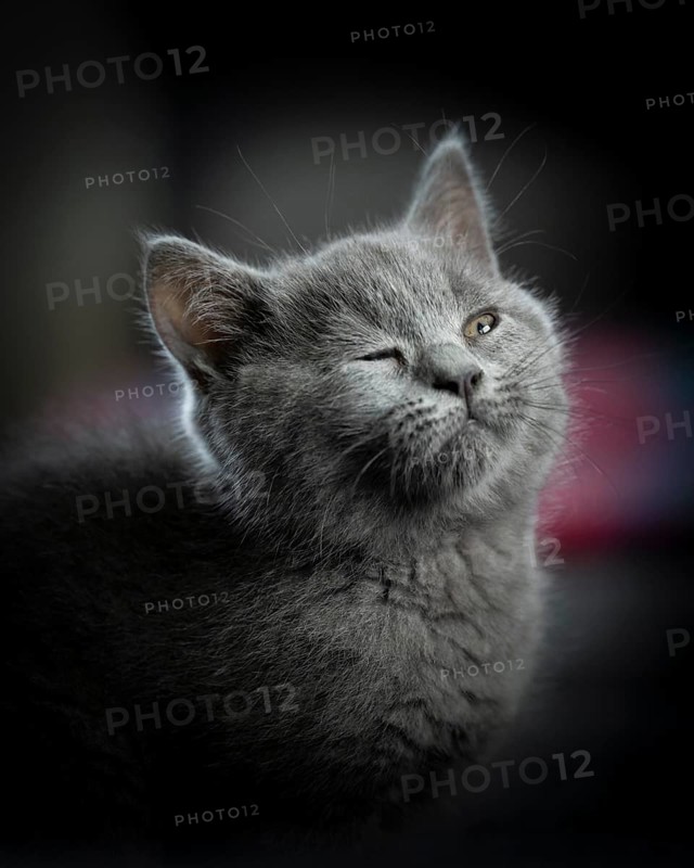 British Shorthair male