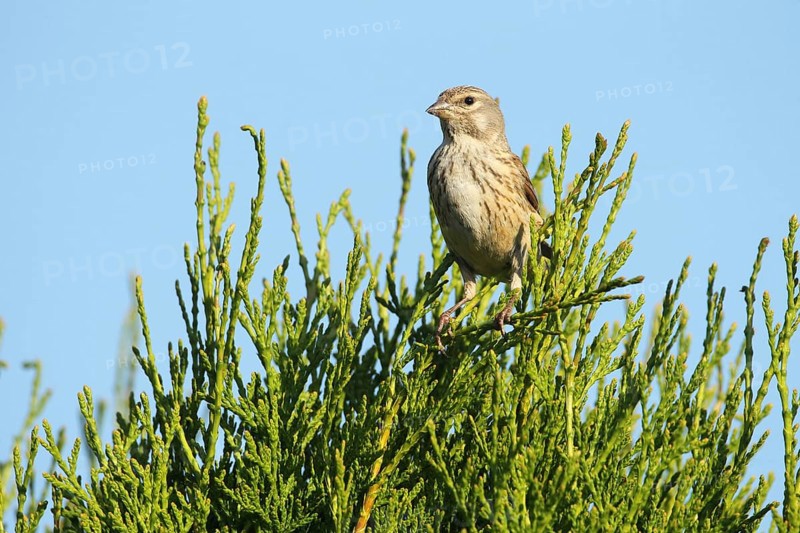 Linnet