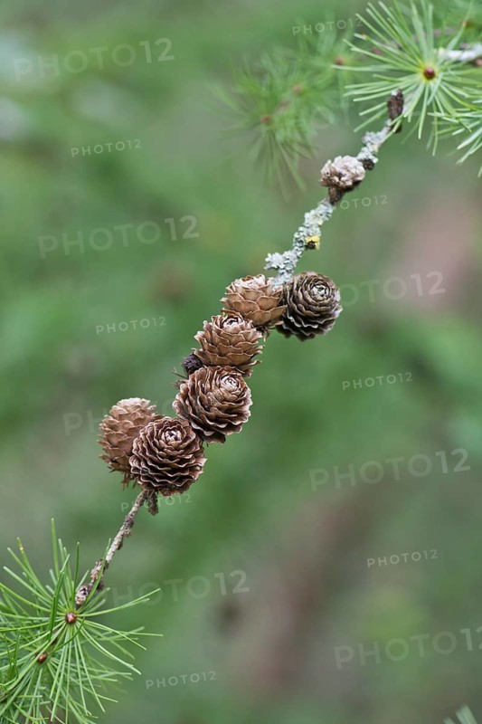 Larch cone
