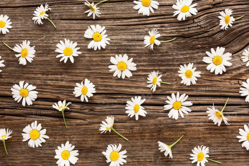 Flat lay daisies arrangement wood