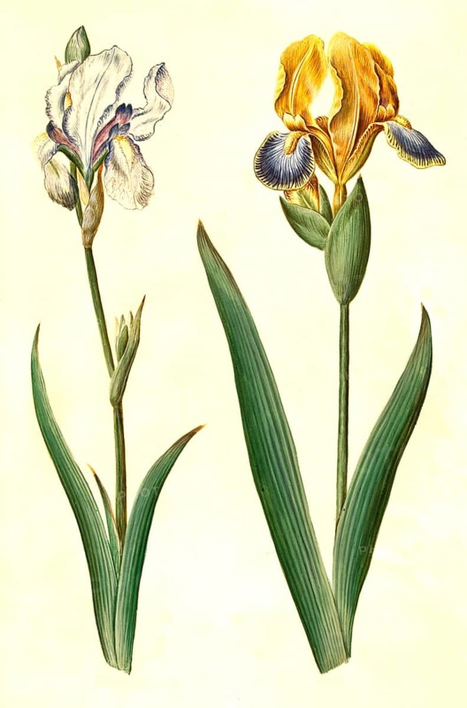 (Iris pallida), pale iris and Iris variegata, variegated iris, Historic, digitally restored reproduction from a 19th century original