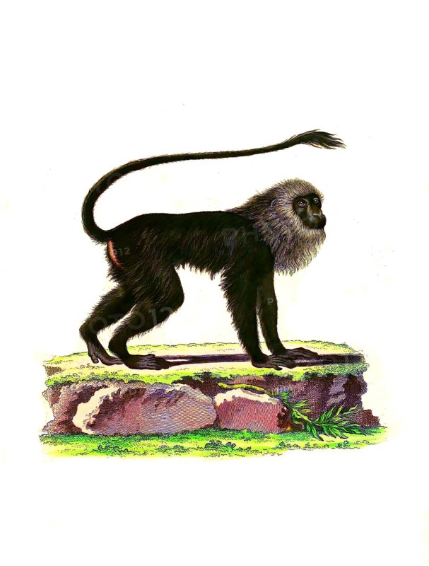 Mammals
