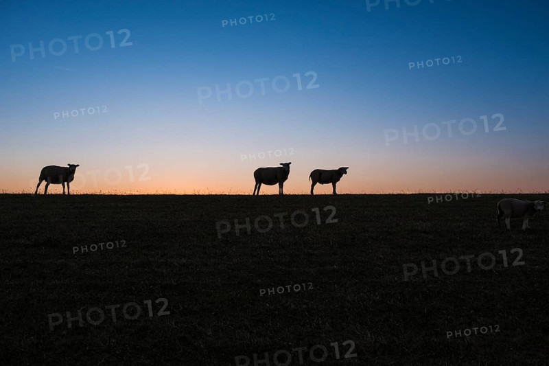 Sheep standing on a dike in the sunset looking at the camera