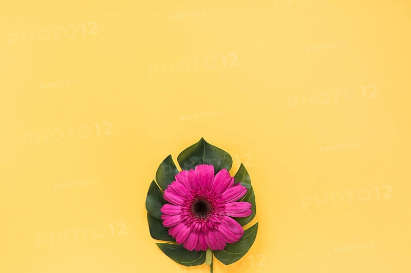 Pink gerbera flower green leaf