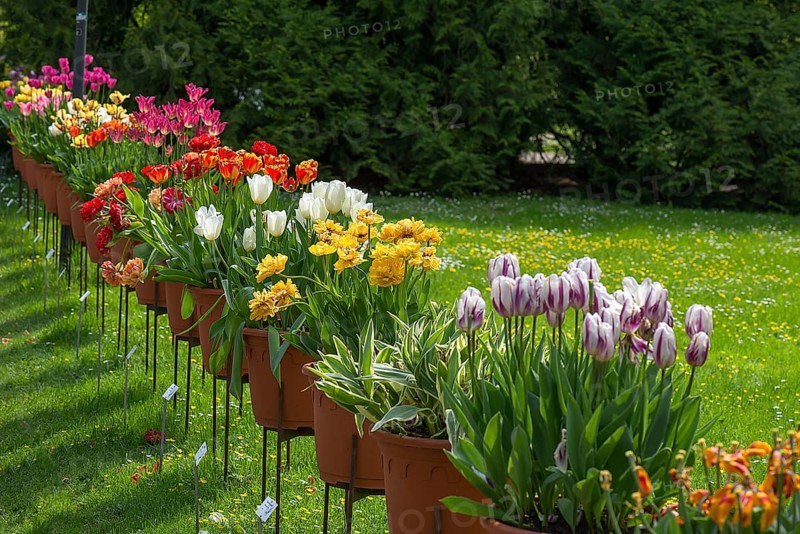 Tulips