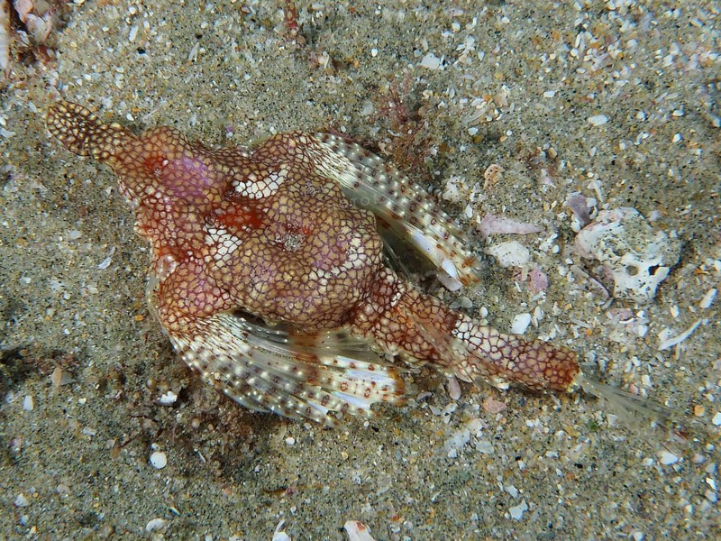 Little dragonfish
