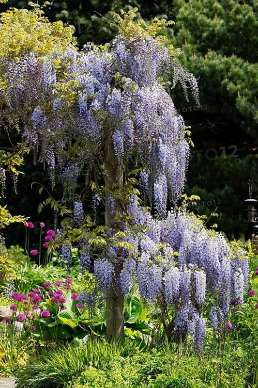 Japanese blue vine