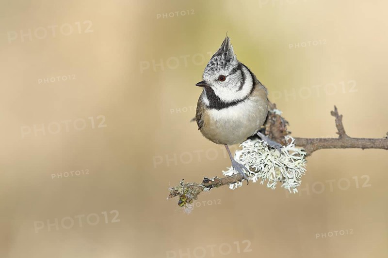 Crested tit