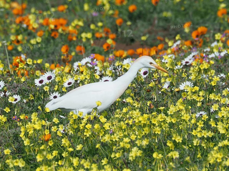 Yellow-billed egret