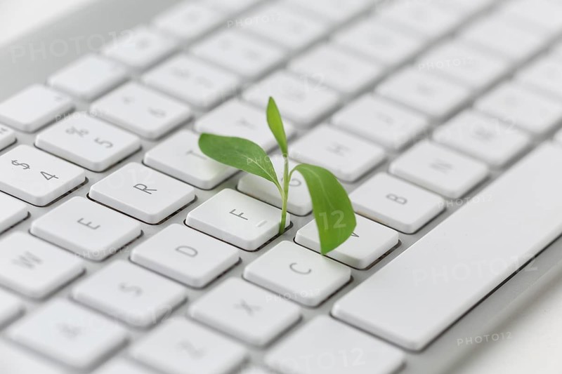 Keyboard with small plant