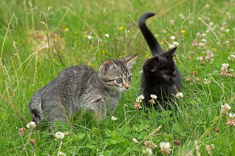 Two nine-week-old kittens sitting together in the grass