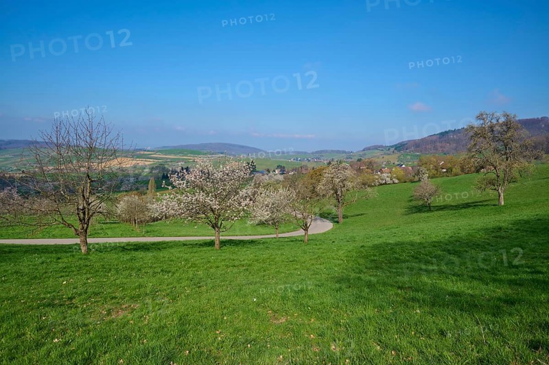 Orchard meadow