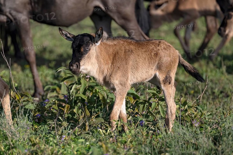 Wildebeest