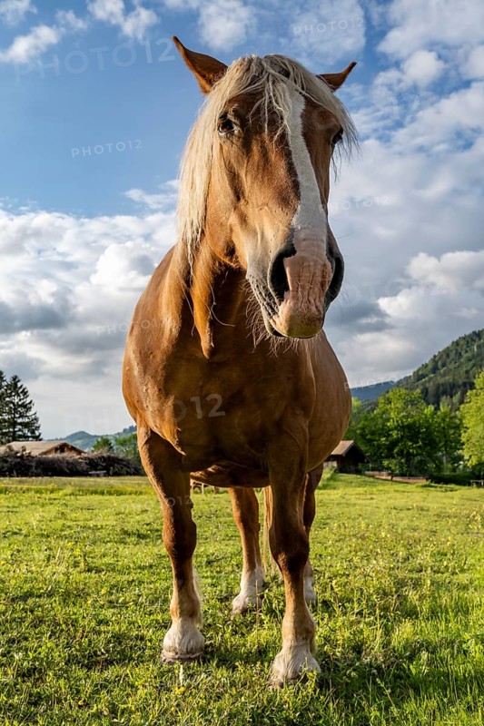 Haflinger horse